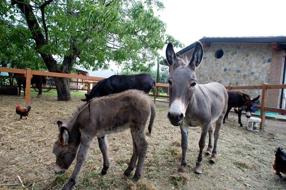 Bauernhof Azienda Agrituristica Vivi Natura Pompei